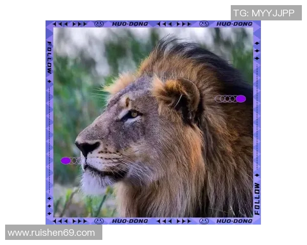 狮子图案足球明星的辉煌历程与传奇故事探索